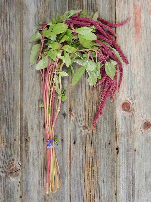 HANGING RED AMARANTHUS